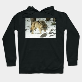 Eastern Gray Wolf Hoodie